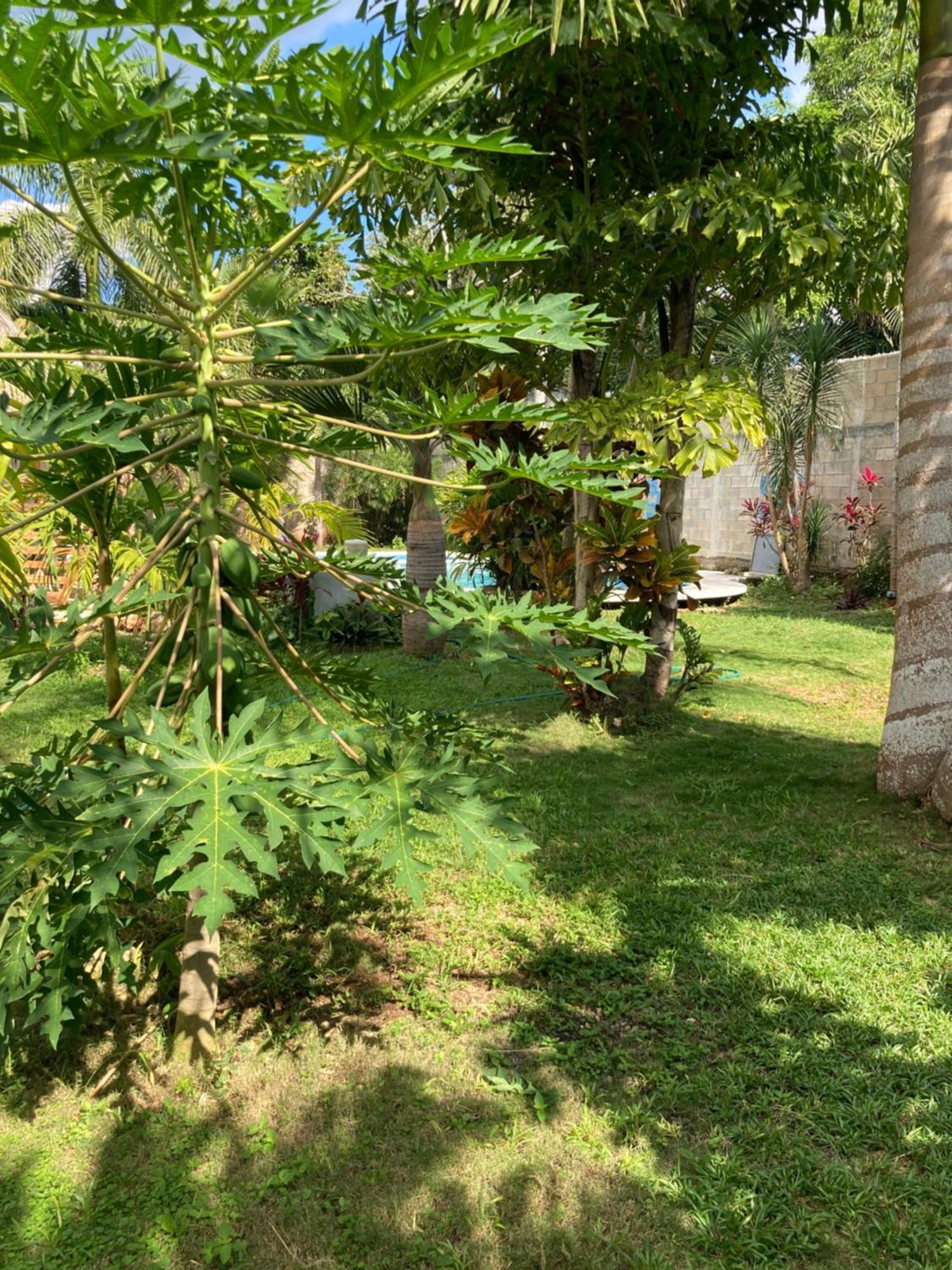 Green Paradise Leona Vicario Екстер'єр фото